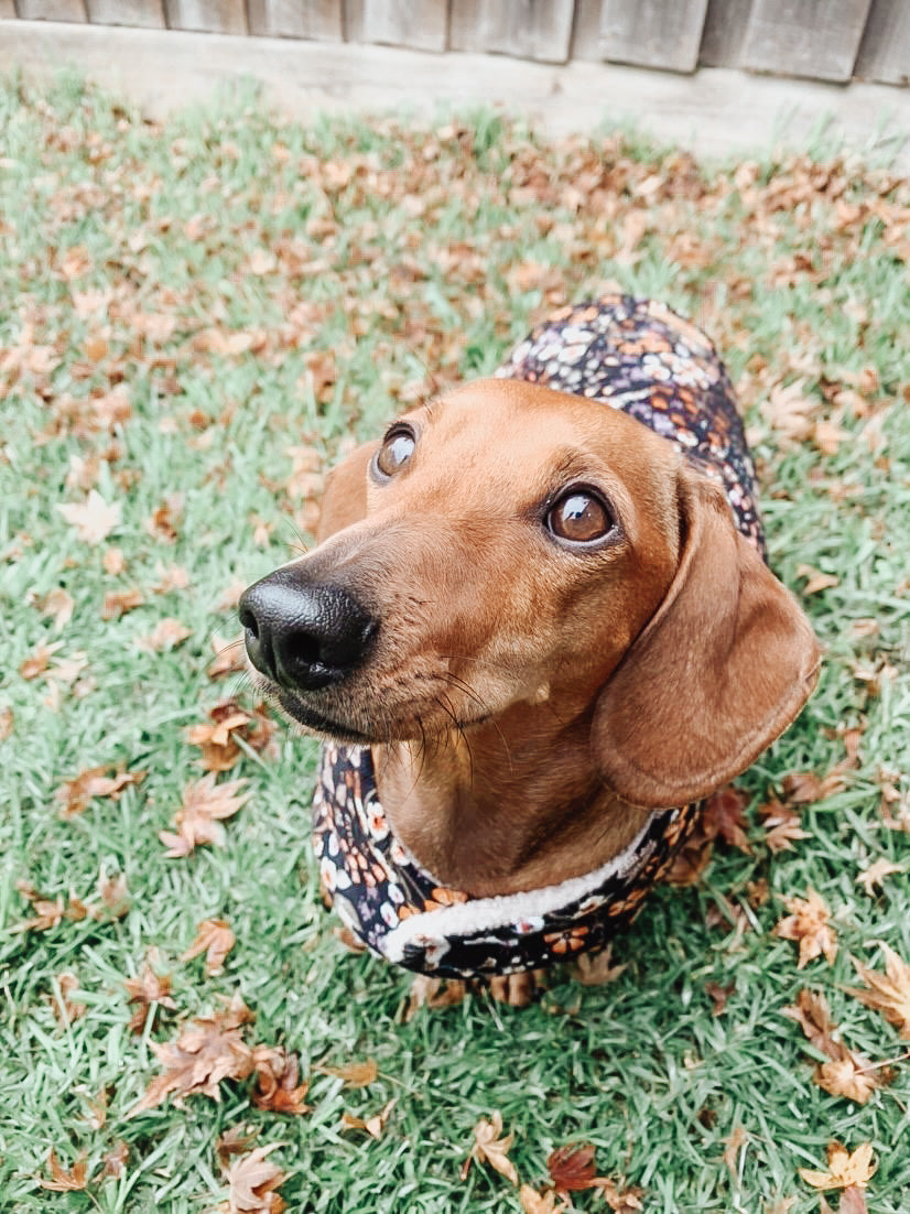 Winter Blooms Dachsund Dog JacketDog Apparel