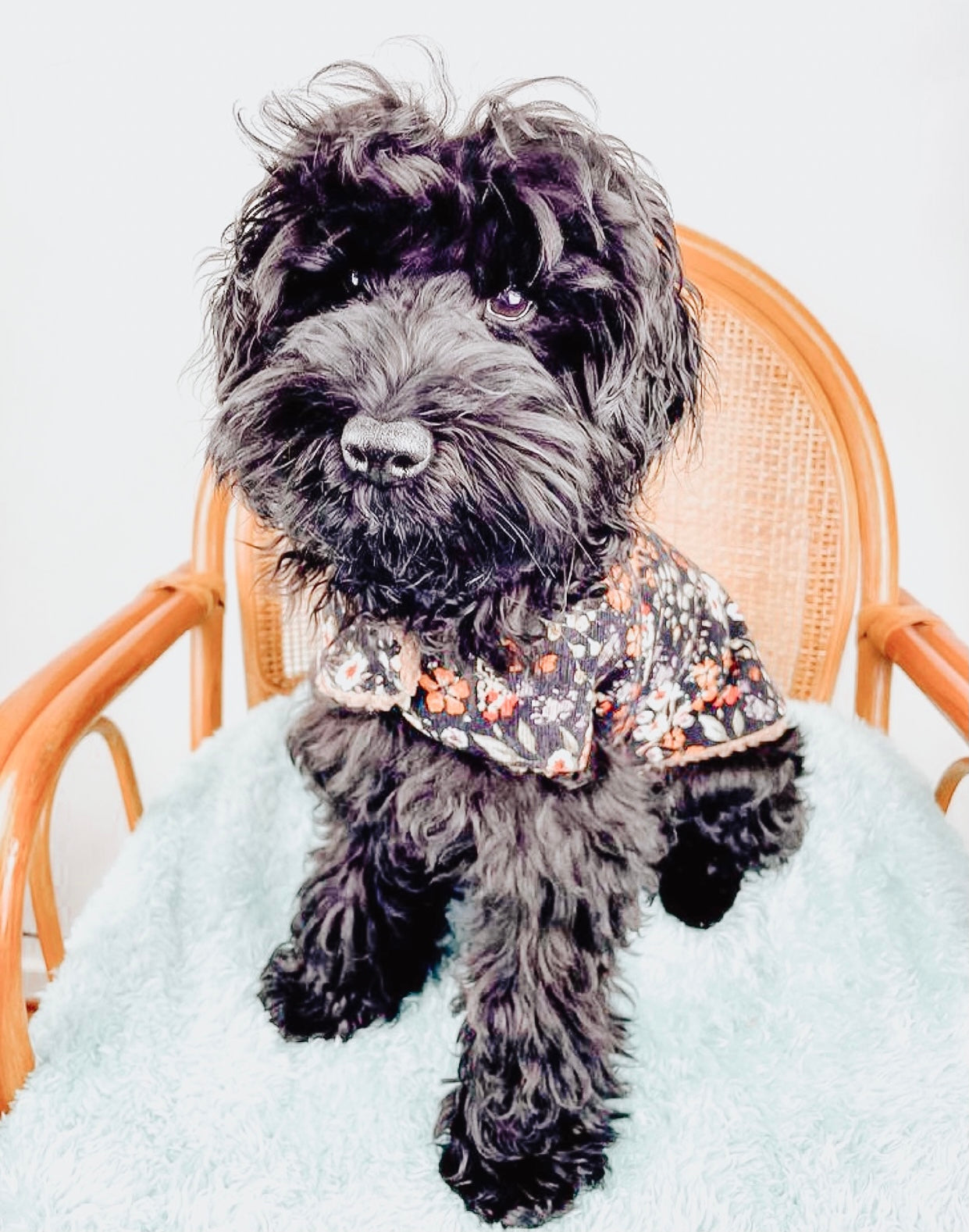 Floral Fields Dog JacketDog Jackets Indi Pups