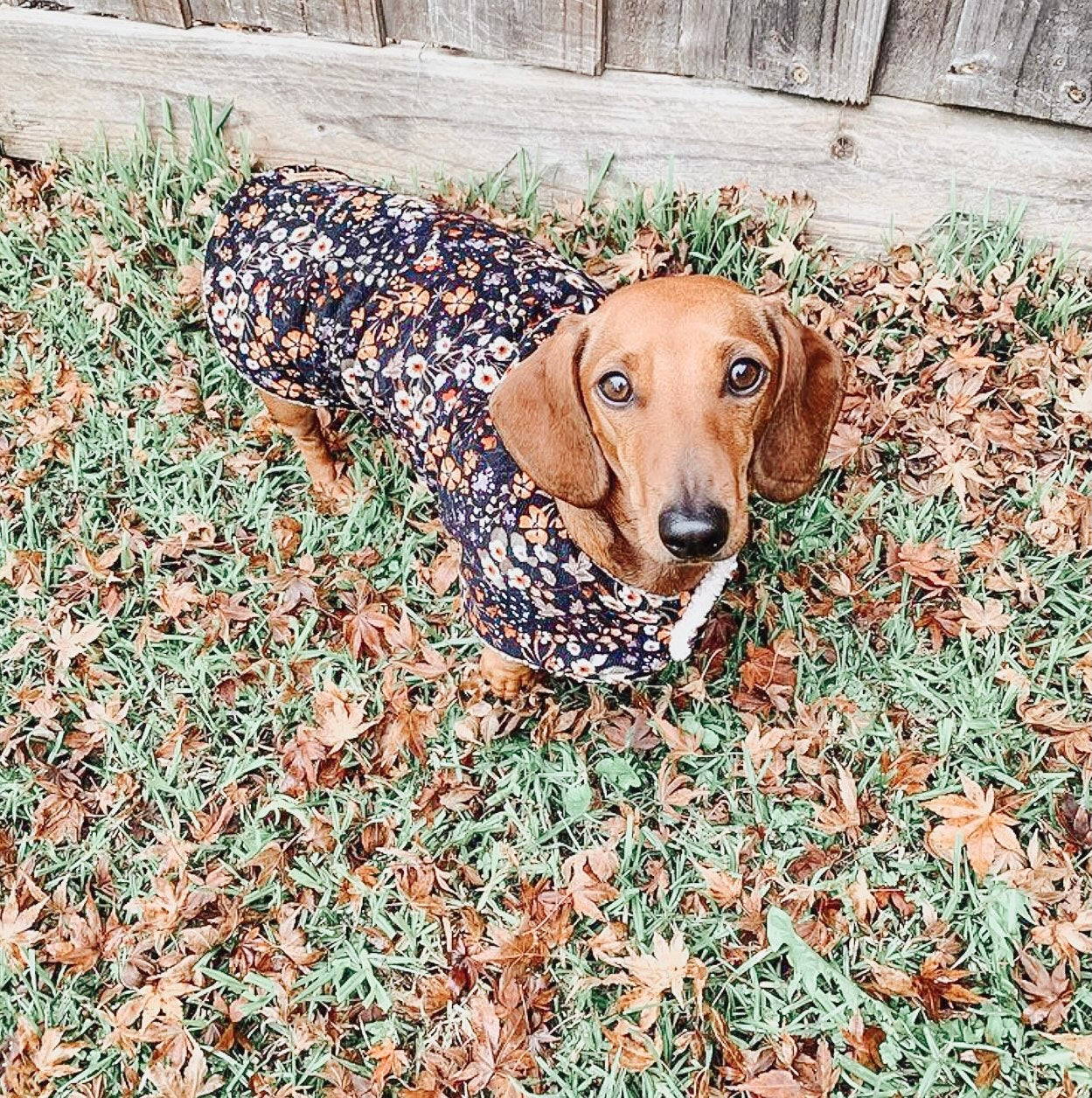 Floral Fields Dog JacketDog Jackets